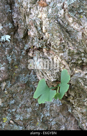 Foglie di Ginkgo biloba con corteccia di albero sullo sfondo Slapton Ley Devon England Regno Unito Europa Agosto Foto Stock