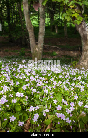 Pink Purslane (Montia sibirica). nella foresta scozzese. Foto Stock