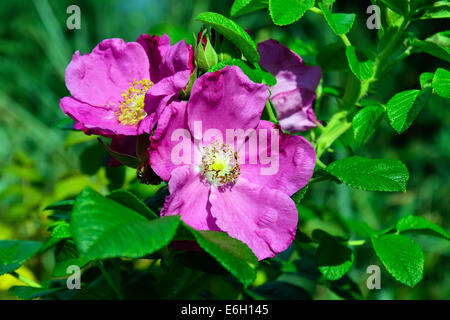 Bellissimi fiori rosa rose closeup Foto Stock