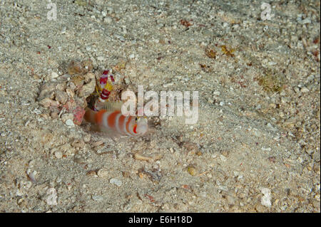 Aurora shrimpgoby con alpheid gamberetti nelle Maldive, Oceano Indiano Foto Stock