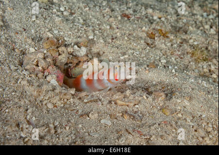 Aurora shrimpgoby con alpheid gamberetti nelle Maldive, Oceano Indiano Foto Stock