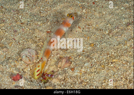 Aurora shrimpgoby con alpheid gamberetti nelle Maldive, Oceano Indiano Foto Stock