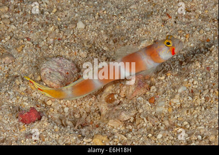 Aurora shrimpgoby con alpheid gamberetti nelle Maldive, Oceano Indiano Foto Stock