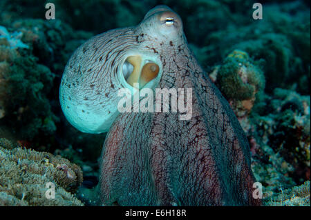 Giorno octopus nelle Maldive, Oceano Indiano Foto Stock