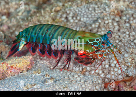 Canocchia nelle Maldive, Oceano Indiano Foto Stock