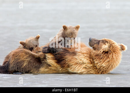 Alaskan Orso Bruno Cubs assistenza infermieristica Foto Stock