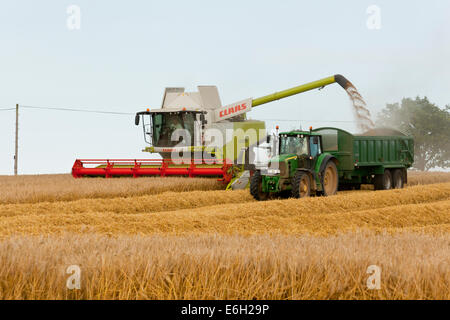 Una mietitrebbia svuotando la sua trebbiato orzo primaverile in un rimorchio mentre sono in movimento. Foto Stock