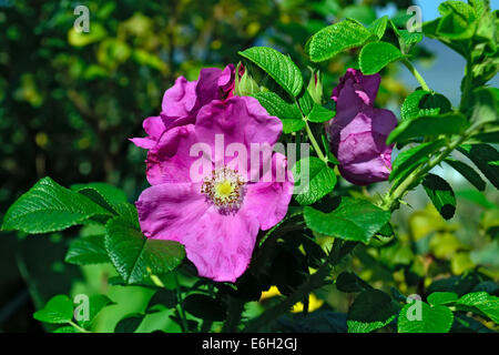 Bellissimi fiori rosa rosa canina Foto Stock