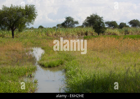 Terra allagata a Abathok villaggio vicino Agok, provincia di Abyei, Sudan / Sud Sudan. Foto Stock