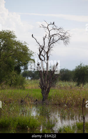 Terra allagata a Abathok villaggio vicino Agok, provincia di Abyei, Sudan / Sud Sudan. Foto Stock