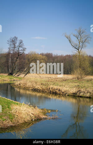 La primavera in parchi e foreste in Europa Foto Stock