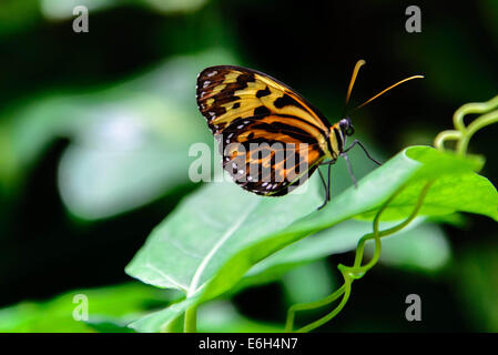 Comune Glassywing Tiger Butterfly nella natura Foto Stock