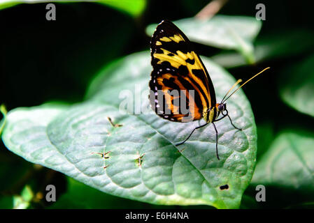 Comune Glassywing Tiger Butterfly nella natura Foto Stock