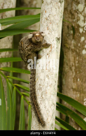 Common Marmoset Callithrix jacchus Foto Stock