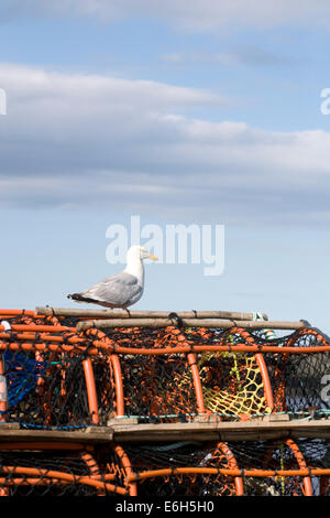 Larus argentatus su pentole di aragosta. Aringa Gull. Foto Stock