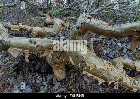 Struttura di elefante, Isla Catalina, Mare di Cortez, Baja, Messico Foto Stock