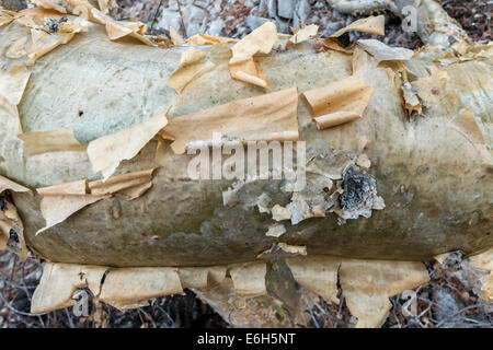 Corteccia e il sottostante tessuto fotosintetico di un elefante albero, Isla Catalina, Mare di Cortez, Baja, Messico Foto Stock