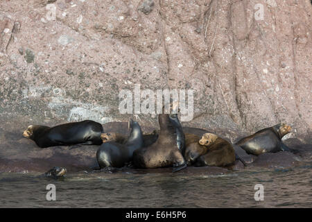 California i leoni di mare su Isla Carmen, Mare di Cortez, Baja, Messico Foto Stock