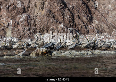 Isla Carmen litorale con i pellicani, marrone sule, Sally lightfoot crab e Brandt il cormorano, Mare di Cortez, Baja, Messico Foto Stock