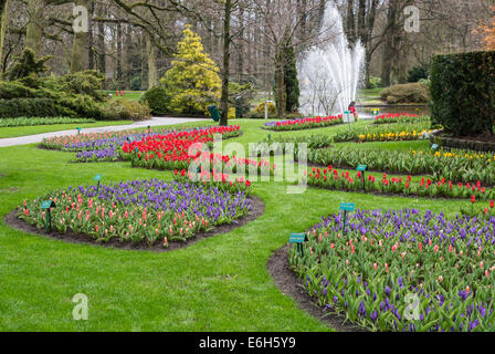 Primi fiori di primavera a Giardini Keukenhof, Paesi Bassi Foto Stock