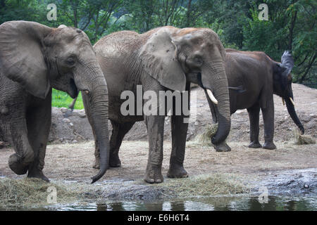 Gli elefanti africani a Pittsburgh Zoo, Pittsburgh, PA. Foto Stock