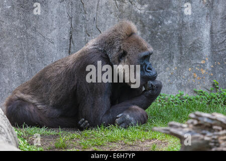 Western pianura gorilla mento di appoggio sulla mano fisted a Audubon Zoo di New Orleans, Louisiana Foto Stock