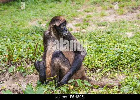 Geoffroy'sÃƒÆ Ã‚Â¢ÃƒÂ¢Ã¢â€šÂ¬Ã…Â¡Ãƒâ€Ã‚Â¢ÃƒÂ¢Ã¢â€šÂ¬Ã…Â¾Ãƒâ€šÃ‚Â¢€šÃ‚Â¬ÃƒÆ's ragno (Ateles geoffroyi), chiamata anche scimmia ragno in cattività allo zoo Audubon di New Orleans Foto Stock