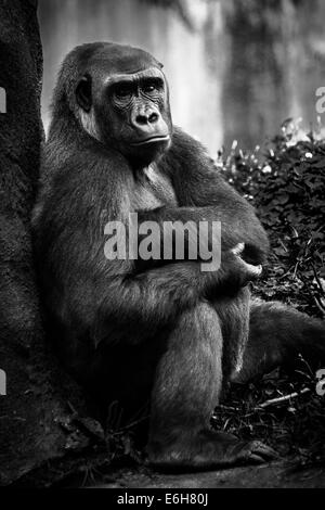 Un ritratto in bianco e nero di un Western pianura gorilla a Pittsburgh Zoo di Pittsburgh, Pennsylvania Foto Stock