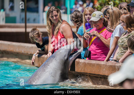 Gli ospiti del parco potranno osservare da vicino i delfini a naso di bottiglia al Sea World Orlando al Sea World Orlando di Orlando, Florida, USA Foto Stock