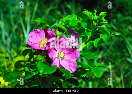Bellissimi fiori rosa rosa selvatica Foto Stock