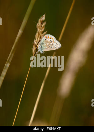 Chalk-Hill Blue Butterfly, Lysandra coridon Foto Stock