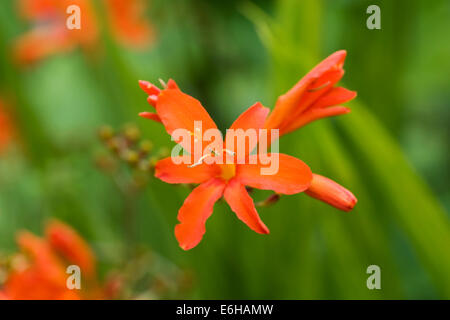 Crocosmia "Orange Devil' fiori in un confine erbacee. Foto Stock