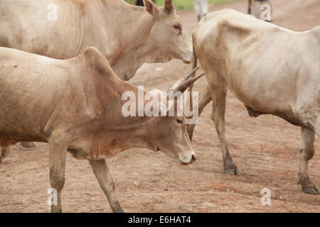 Longhorn bestiame al Abathok villaggio vicino Agok, provincia di Abyei, Sudan / Sud Sudan. Foto Stock