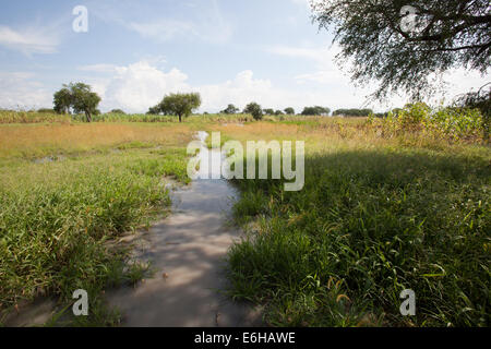 Famland allagata a Abathok villaggio vicino Agok, provincia di Abyei, Sudan / Sud Sudan. Foto Stock