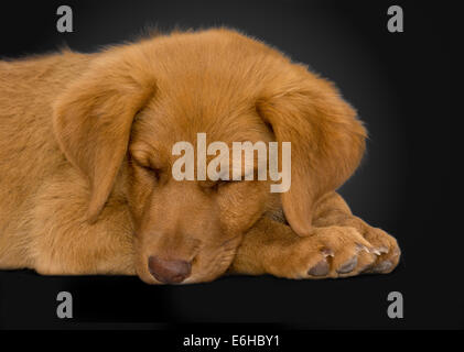 Cucciolo di dormire su uno sfondo nero Foto Stock