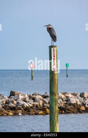 Great Blue Heron appollaiato su pali di legno con cartello di pericolo accanto all'indicatore del canale di spedizione presso il porto di Gulfport, Gulfport, Mississippi Foto Stock