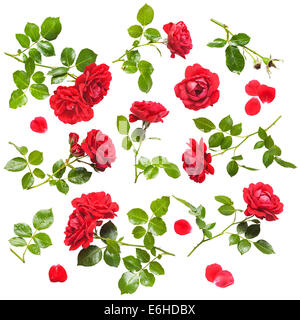 Le bellissime red rose fiori raccolta isolati su sfondo bianco. Fresh rose rampicanti con gocce d'acqua Foto Stock