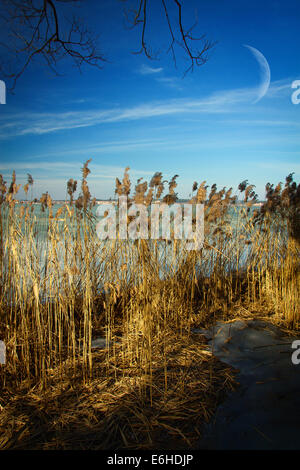 La primavera in parchi e foreste in Europa Foto Stock