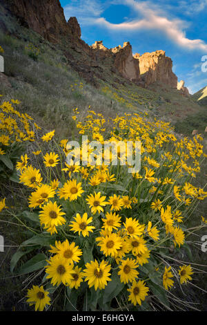 Balsamroot fiori selvaggi e formazioni rocciose in Leslie Gultch. Malhuer County, Oregon Foto Stock