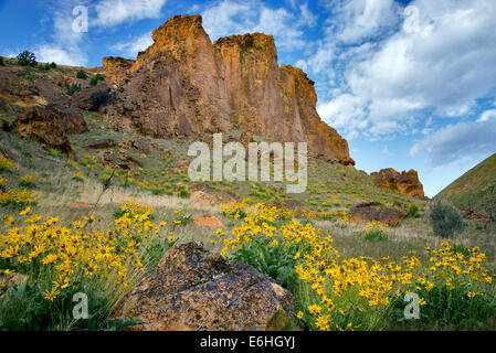 Balsamroot fiori selvaggi e formazioni rocciose in Leslie Gultch. Malhuer County, Oregon Foto Stock