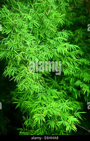 Rami di foglie di bambù Foto Stock