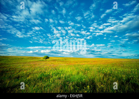 Lone Tree e fiori selvatici. Zumwalt Prairie preservare, Oregon Foto Stock