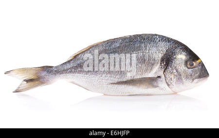 Fresco pesce dorado. Isolato su sfondo bianco Foto Stock