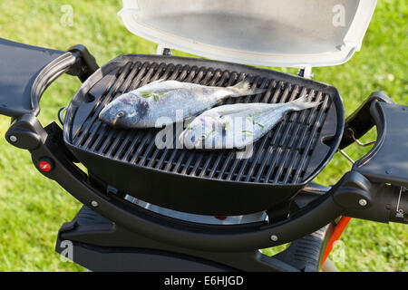 Fresh dorado fish grill per la cottura all'aperto Foto Stock