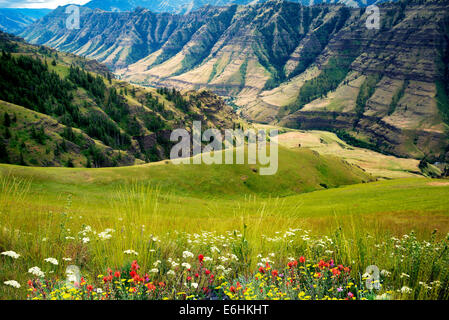 Fiori selvaggi e Imnaha Canyon. Hells Canyon National Recreation Area, Oregon Foto Stock