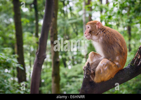 Macaque di Guiyang, Cina Foto Stock