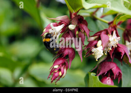 Il fagiano Leycesteria Berry Foto Stock