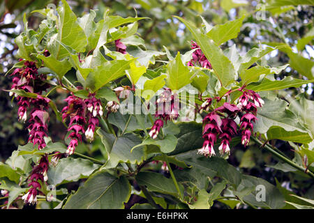 Il fagiano Leycesteria Berry Foto Stock