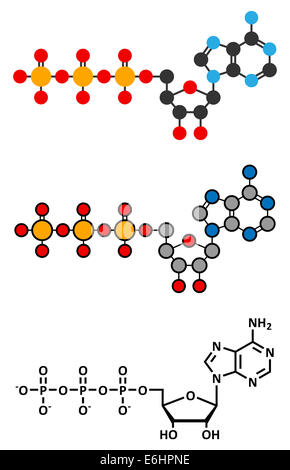 L'adenosina trifosfato (ATP) molecola. Funzioni come neurotrasmettitore, RNA building block, energia molecola di trasferimento, ecc. Stilizzare Foto Stock