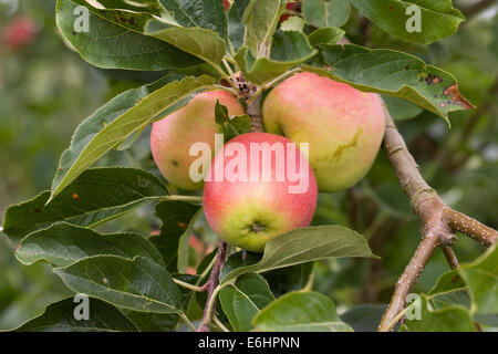 Malus domestica " Akane'. Le mele che crescono in un frutteto in inglese. Foto Stock